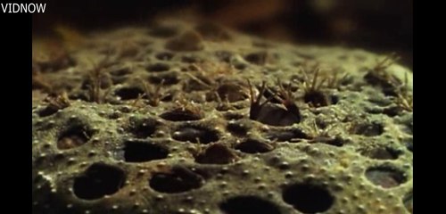 Surinam Toad Has Skin Pockets For Babies