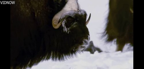 Wolves Vs Herd of Muskox-Defending Babies