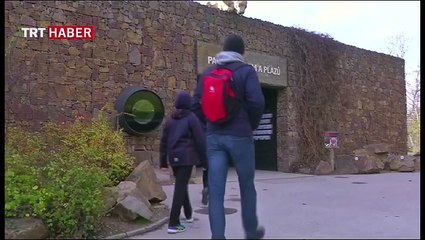 Malayan kaplanları hayata tutunmayı başardı