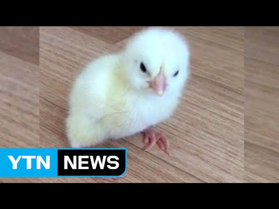 [단독영상] 폭염이 낳은 생명의 신비...또 병아리 부화! / YTN (Yes! Top News)