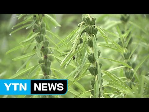 중부 지방엔 단비...가뭄 해갈은 역부족 / YTN (Yes! Top News)