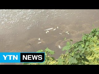 광주 하남산업단지 옆 하천 물고기 떼죽음 / YTN (Yes! Top News)