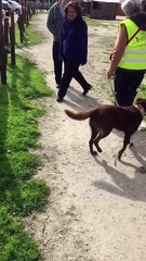 Une chienne retrouve son maitre après plus de 2 ans de séparation en Argentine