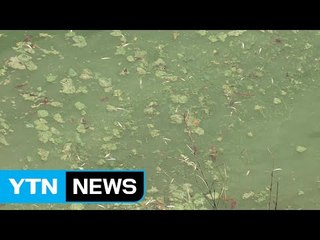 극심한 녹조 다음 달까지 계속..."수돗물은 안전" / YTN (Yes! Top News)