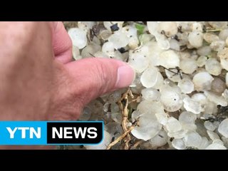 경기도 일대 2~5cm 우박 쏟아져 농가 피해 / YTN (Yes! Top News)