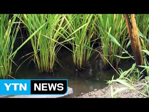 중부지방 단비...가뭄 해갈에는 역부족 / YTN (Yes! Top News)