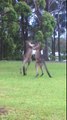 Embrouille entre 2 kangourous en Australie : vrai match de Boxe dans le jardin !