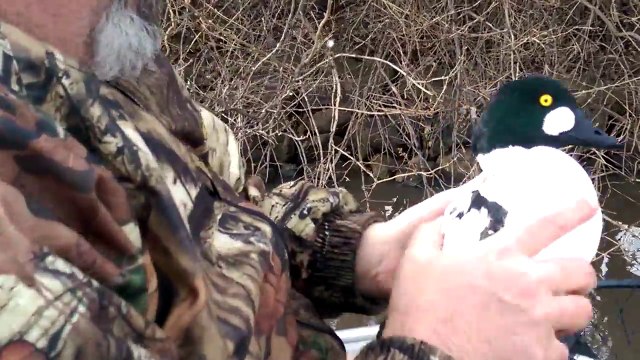 Pris dans une ligne de pêche ce canard est sauvé par les pêcheurs !