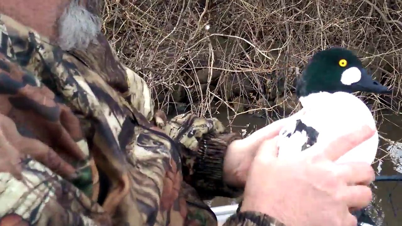 Pris dans une ligne de pêche ce canard est sauvé par les pêcheurs !