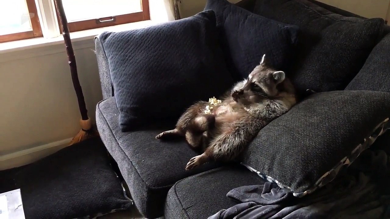 Tranquille ce raton laveur mange des popcorns devant la télé affalé dans le canapé !