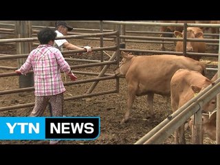한웃값 널뛰기...송아지 입식도 꺼려 / YTN (Yes! Top News)