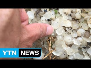 경기 포천에 2cm 우박 쏟아져 농가 피해 / YTN (Yes! Top News)