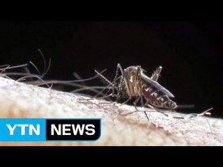 광주에서 첫 일본 뇌염 환자 발생...현재 치료 중 / YTN (Yes! Top News)