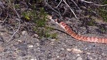 Blown Away - Death Valley Herd of Turtles (Part I)