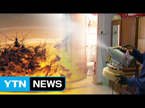 싱가포르 지카 무서운 속도로 확산...6일 만에 151명 감염 / YTN (Yes! Top News)
