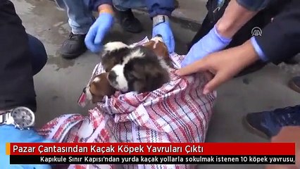 Pazar Çantasından Kaçak Köpek Yavruları Çıktı