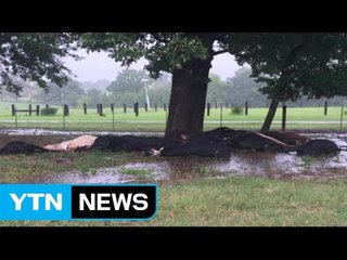 미국에서 소 19마리 벼락맞아 '떼죽음' / YTN (Yes! Top News)