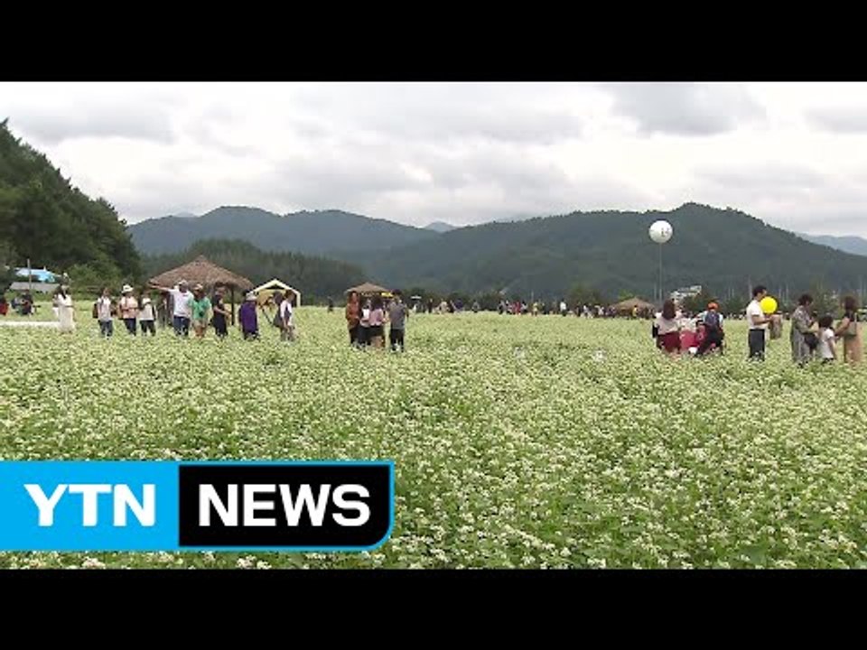전국 곳곳 추석 앞두고 가을 축제 만끽 / YTN (Yes! Top News)