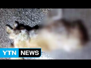 [단독] 대형견들 키우다 '이웃갈등'...4마리 의문사 / YTN (Yes! Top News)