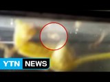 [영상] 수컷이 새끼를 낳는 해마...산란 모습 '포착' / YTN (Yes! Top News)