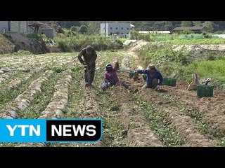 추석 앞두고 벌초 행렬...농촌엔 가을걷이 시작 / YTN (Yes! Top News)