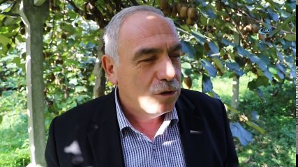 Rize'de Kivi Hasadı Başladı