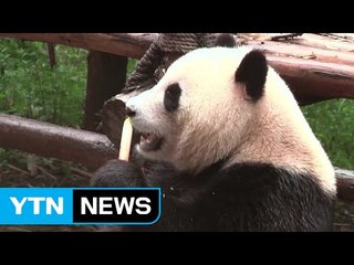 자이언트 판다, 26년만에 '멸종위기' 벗어나 / YTN (Yes! Top News)