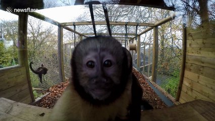 Curious monkey tries to lick camera