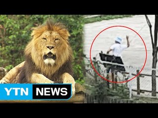 [단독] 사자에 돌팔매질...신고조차 하지 않은 동물원 / YTN (Yes! Top News)