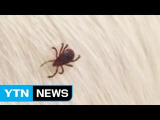 추석 앞두고 감염병 주의...'살인 진드기'의 습격 / YTN (Yes! Top News)