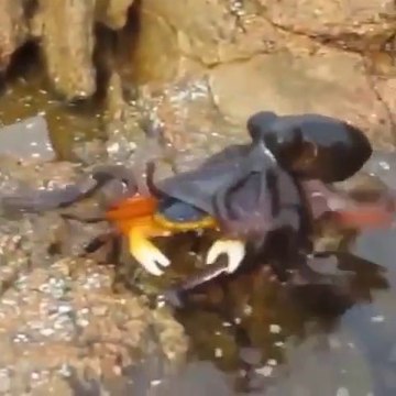Une pieuvre affamée saute hors de l'eau pour attraper un crabe et le manger