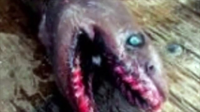 Découverte incroyable d'un requin préhistorique à 300 dents au Portugal