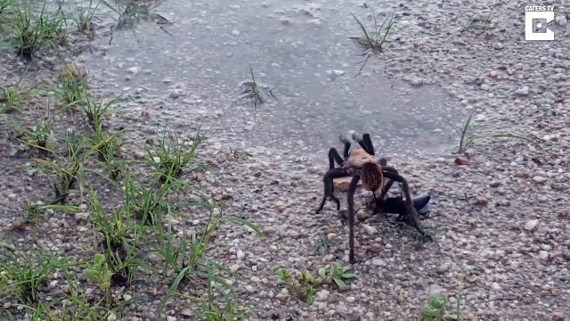 Cette énorme araignée tarentule et cette guêpe géante Tarentula Hawk s'affronte dans un combat épique