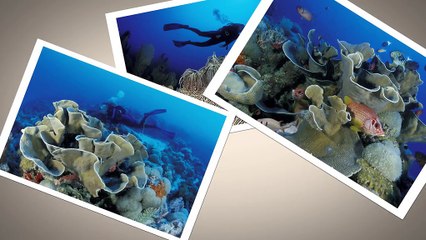 Seychelles, Kilimandjaro, Everglades... Dépêchez-vous de les visiter, le réchauffement climatique les menace