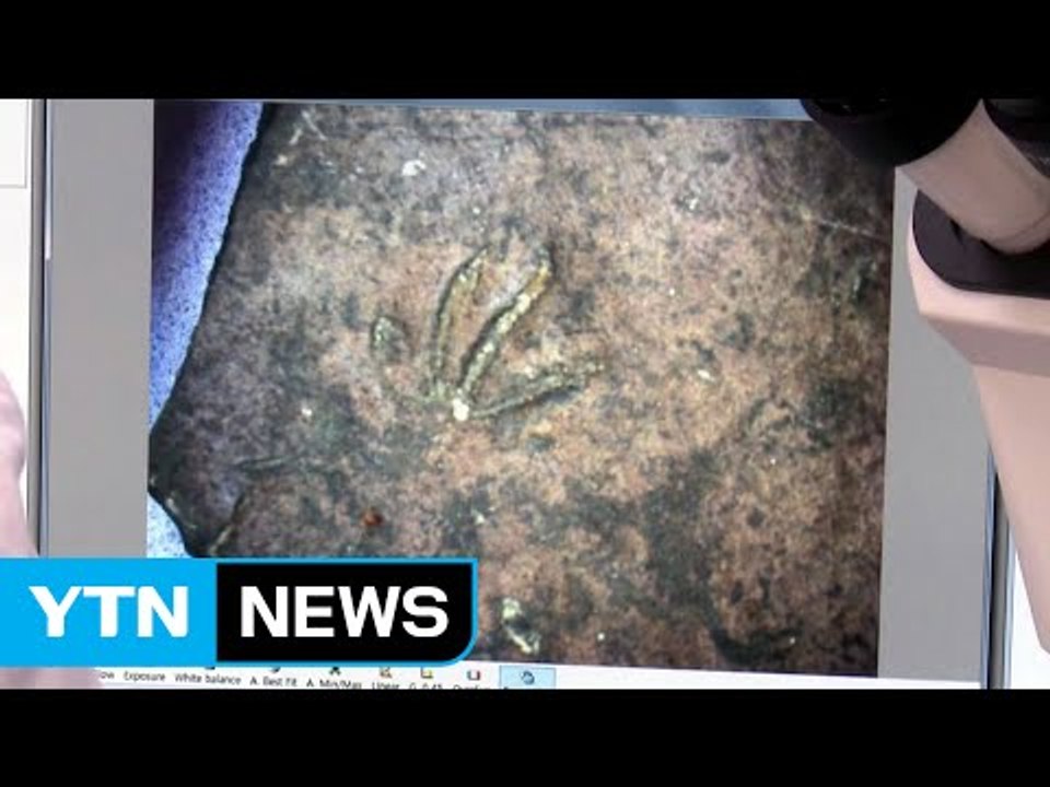 백악기 지층에서 도마뱀 발자국 화석 세계 첫 발견 / YTN (Yes! Top News)