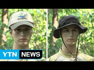 말벌, 검은색 모자와 옷에 강한 공격성 보여 / YTN (Yes! Top News)