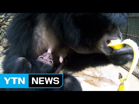 아기 동물들의 생생한 육아 일기 공개 / YTN (Yes! Top News)
