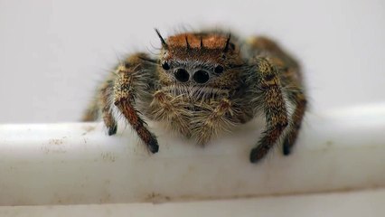 Cette VRAIE araignée est la plus mignonne : voici la phidippus