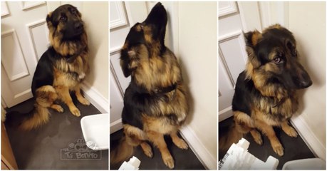 Cão sente o peso da culpa por algo ruim que fez e não consegue olhar a dona nos olhos