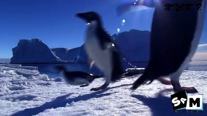 Download Video: Pinguins Engraçados(funny penguins )