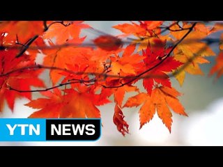 늦더위에 가을 단풍도 늦어진다...설악산 29일 첫 단풍 / YTN (Yes! Top News)