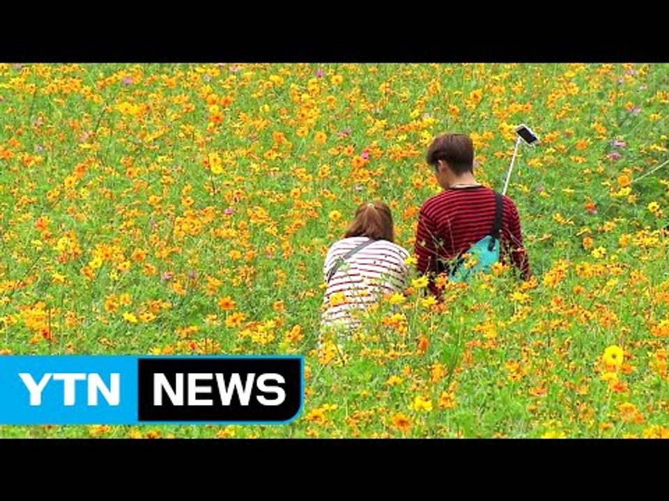 [날씨] 가을 코스모스 만개...늦더위 속 곳곳 소나기 / YTN (Yes! Top...
