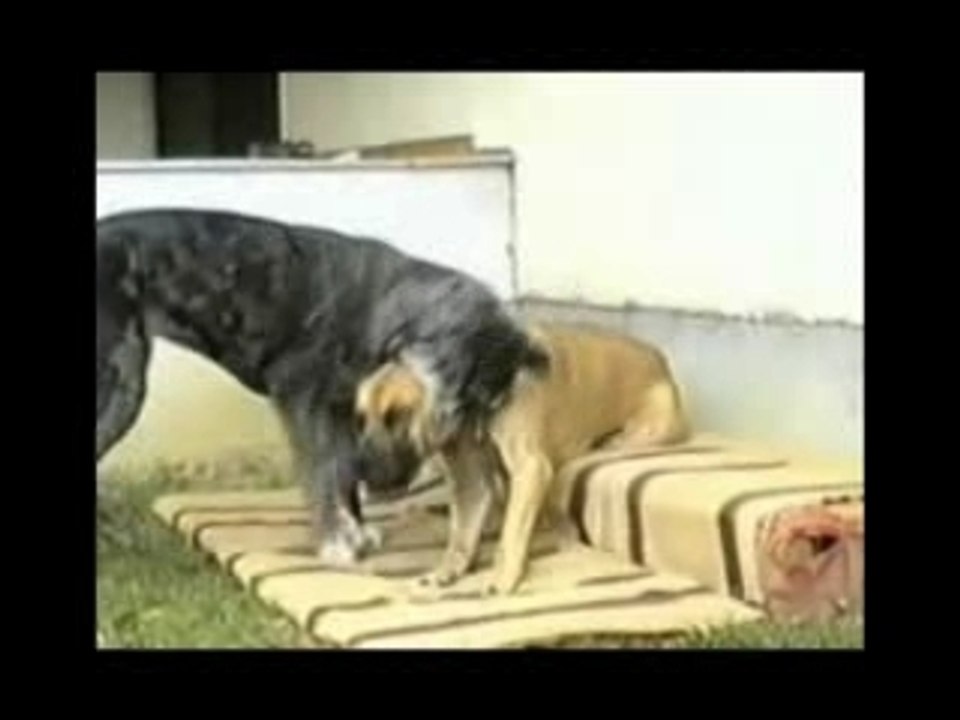 Dodócs