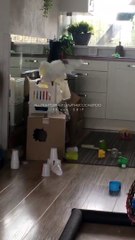 Cockatoo Struggles to Scare Her Own Reflection in Mirror