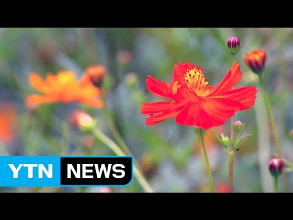 [날씨] 가을 코스모스 만개...늦더위 속 곳곳 소나기 / YTN (Yes! Top...