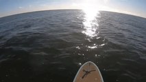 New Jersey Paddleboarder Has Incredibly Close Encounter With Humpback Whale