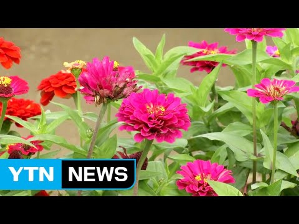 백일홍 '활짝'..."가을꽃 구경 오세요" / YTN (Yes! Top News)