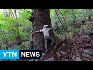 [영상] 지리산의 세월이 키워낸 거목 / YTN (Yes! Top News)