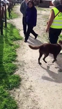 Après 2 ans de séparation, cette chienne ne comprend pas tout de suite que c'est son maître