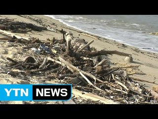 북한 홍수 쓰레기 동해안까지 '둥둥'...어민 피해 속출 / YTN (Yes! Top News)